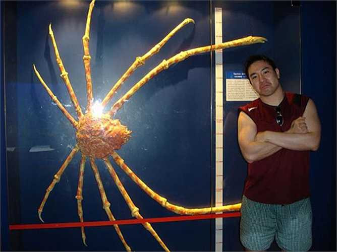 Cua nhện Nhật Bản khi trưởng thành có thể dài 3,8m và nặng 19kg. 