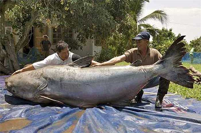 Con cá tra dầu bắt được ở sông Mekong, nặng 293kg, dài 2,7m.