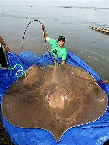 Cá đuối nước ngọt khổng lồ, con trưởng thành có thể dài hơn 1,9 mét và nặng 600 kg.