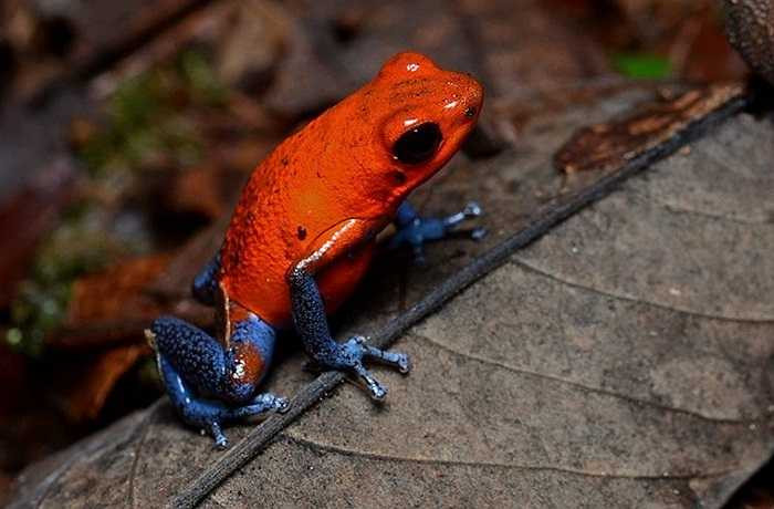 Màu sắc sặc sỡ trong tự nhiên thường là một dấu hiệu nguy hiểm, và những con ếch nhỏ với màu rực rỡ cũng không ngoại lệ.