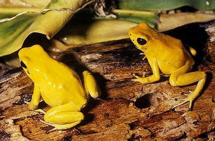 Ếch độc phi tiêu vàng được đánh giá là loài nguy hiểm nhất, độc tố của nó trung bình đủ để giết 10-20 người đàn ông. Đó là con số khá ấn tượng đối với một con vật chỉ phát triển chiều dài gần 4cm.