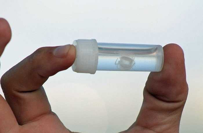 Sứa Irukandji là loài sứa nhỏ nhất, cũng là loài có nọc độc mạnh nhất thế giới. Vết cắn của nó mạnh bằng 100 lần vết cắn của một con rắn hổ mang và 1.000 lần của nhện đen lớn ở vùng nhiệt đới.