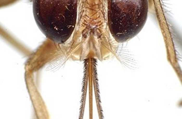 Ruồi xêxi (tsetse) ở Châu Phi được trang bị một vòi lớn, chúng sử dụng để hút máu của động vật có xương lớn, bao gồm cả con người. Nó truyền bệnh do đơn bào Trypanosoma gây ra, còn được gọi là bệnh ngủ.