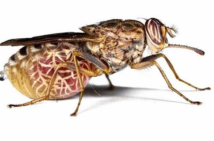 Ước tính có đến 300.000 người bị nhiễm bệnh ngủ do ruồi xêxi gây nên, mà hậu quả là tình trạng sưng não.