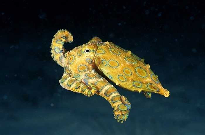 Bạch tuộc đốm xanh mặc dù vô cùng nhỏ. Loài trưởng thành chỉ tăng trưởng kích thước khoảng 5 cm, nhưng bạch tuộc xanh được coi là một trong những sinh vật độc nhất trên thế giới.