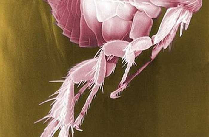 Bọ chét là ký sinh trùng hút máu nhỏ, rất mất vệ sinh và là nguyên nhân lây lan nhiều bệnh. 