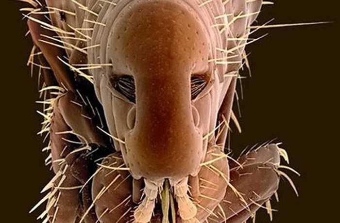  Trong thực tế, bọ chét là sinh vật truyền bệnh các đại dịch khủng khiếp nhất trong lịch sử như cái chết đen, còn gọi là bệnh dịch hạch. Dù bệnh dịch hạch không phổ biến ở thời đại này, nó vẫn còn tồn tại. Có khoảng 1.000 đến 2.000 trường hợp được báo cáo mỗi năm trên toàn thế giới. 