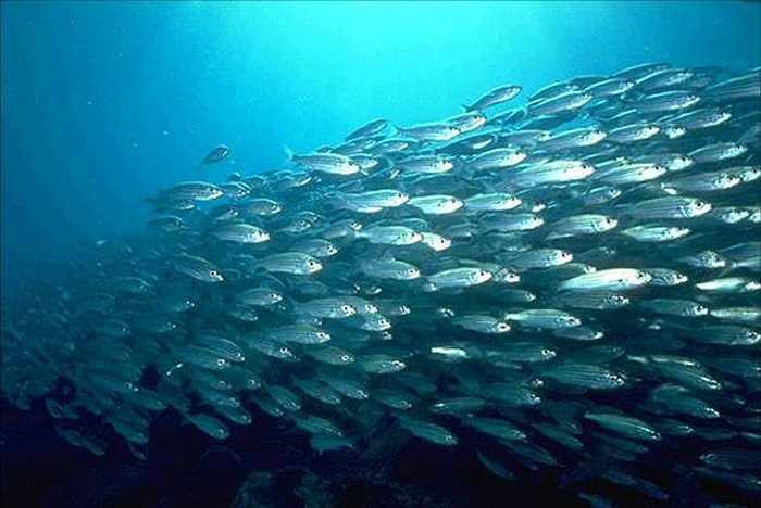 Những con sóng đã đưa những con cá cái vào bờ và đây cũng là mùa thu hoạch của ngư dân tại vùng biển này. 