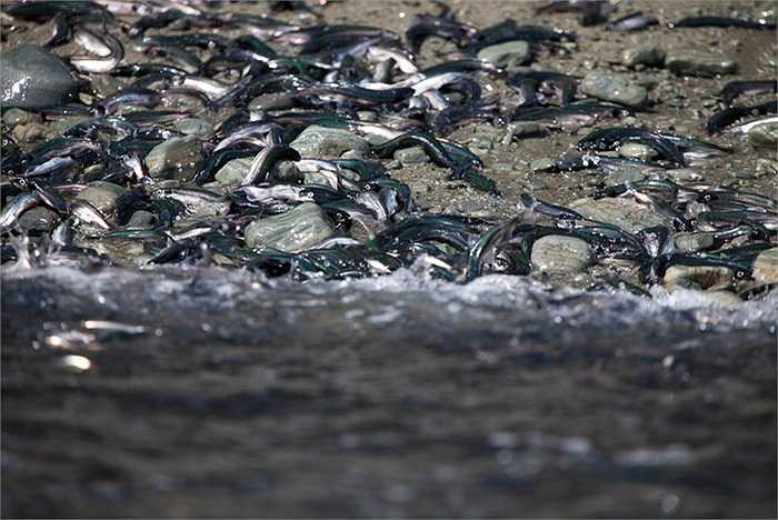 Loài cá nhỏ bé này có pháp danh khoa học Mallotus villosus có nguồn gốc từ Na Uy, vì vậy ngoài tên cá trứng chúng còn có tên nữa là cá Na Uy.