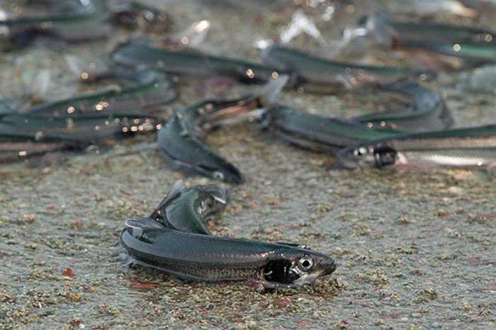 Cá trứng có hình dáng nhỏ bé, chỉ bằng ngón tay người. 