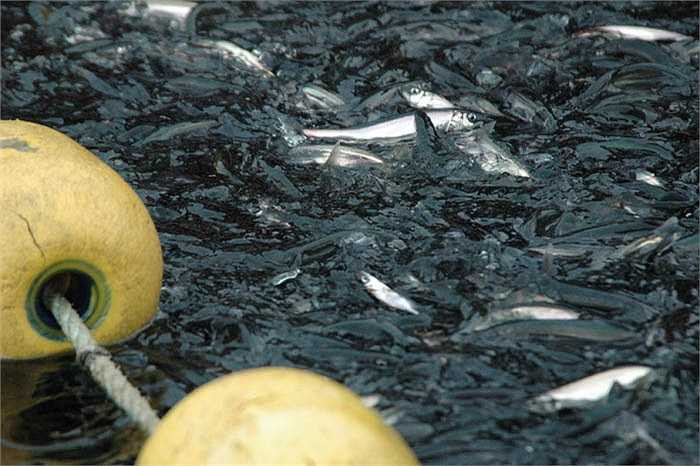 Chúng có xương nhỏ và mềm. 