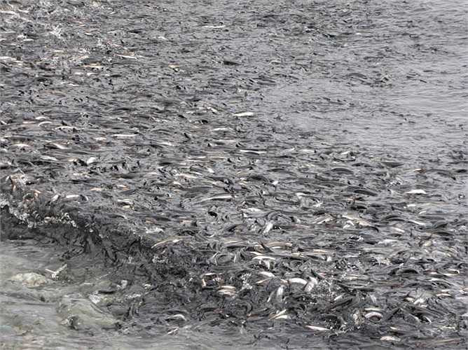 Điều đặc biệt là những con cá cái lúc nào cũng chứa đầy trứng dù không phải mùa sinh sản.