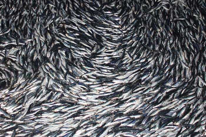 Cá trứng có mặt nhiều nhất là vùng Bắc Âu như Na Uy, Green Land, Canada, tây bắc Đại Tây Dương, Bắc Băng Dương, là những vùng nước lạnh tinh khiết.