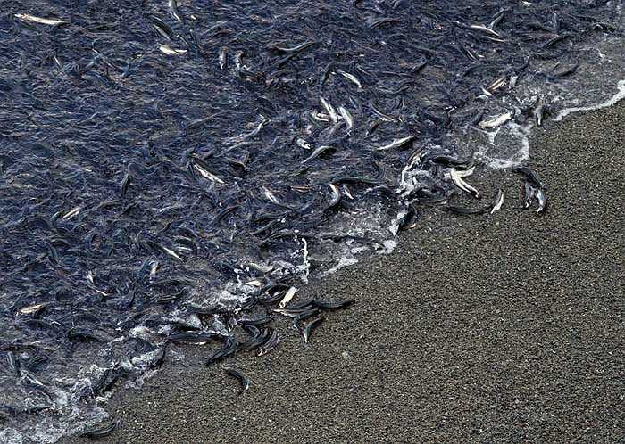 Cá trứng trở thành món ăn ưa chuộng của nhiều nước trên thế giới và là mặt hàng có xuất khẩu có giá trị cao.