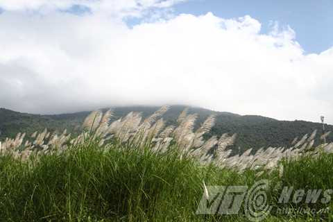 Đà Nẵng, lau nở, trắng trời, giới trẻ, rủ nhau, đi chụp ảnh