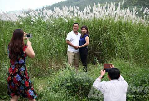 Đà Nẵng, lau nở, trắng trời, giới trẻ, rủ nhau, đi chụp ảnh