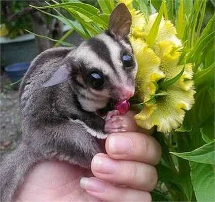 Ngoài gần 12 con vật cưng nuôi để giải trí, Phương Vi còn đang nuôi thêm sóc Bắc Mỹ, sóc Nam Mỹ, Sugar Glider (sóc Bay Úc) sinh sản để bán kiếm lời. 9X cũng là một tư vấn viên của hội những người nuôi thú Sugar Glider - một loài sống thú có túi sống về đêm có nguồn gốc từ Papua - New Ghi nê. Thực phẩm chính của các con Sugar Glider này là bột nestle.