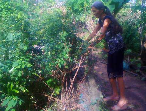 rắn lục, Phú Yên, Bệnh viện Đa khoa Tây Hòa, Quảng Ngãi