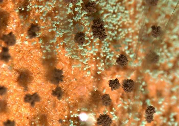 Lanolin cũng là thành phần quan trọng thường có trong son môi. Nhiều nghiên cứu cho biết chúng có thể ngấm qua da và có tính năng như một máy hút bụi, tham lam vơ về mình đủ thứ bụi bặm, phân tử rắn (kim loại, silic…), nấm mốc và các vi sinh vật dày đặc trong không khí.