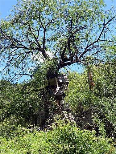 Người Nyingchi và Kangbei ở Tây Tạng lựa chọn cách 'cây táng' cho những người chết yểu chưa có gia đình.