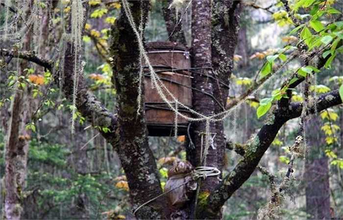 Loại cây mà người ta lựa chọn để đặt xác chết là tuyết tùng, một loài cây cứng cáp, không quá cao và thân cây có nhiều chạc.