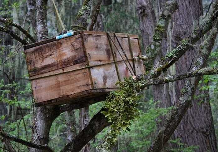 Nước muối được dùng như dung dịch để tẩy rửa cho người chết trước khi 'cây táng'. Họ mặc cho người chết bộ quần áo mới, đẹp nhất.