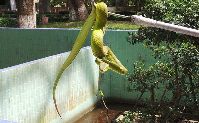 Rắn lục đuôi đỏ đang là nỗi khiếp sợ của người dân các tỉnh miền Trung. Gần đây, hàng trăm người đã bị loại rắn này tấn công. Tại trại rắn Đồng Tâm, hàng trăm rắn lục đuôi đỏ đang được nuôi dưỡng để sản xuất huyết thanh và làm thức ăn cho rắn hổ mang chúa.