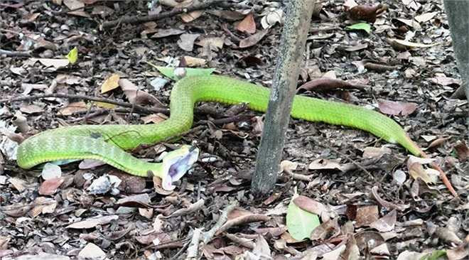 Rắn lục đuôi đỏ có nộc độc khá mạnh. Triệu chứng khi bị nó cắn là sưng nề, đau nhức, phồng rộp và mọng nước vết thương. Nọc độc khi vào cơ thể người sẽ gây ra hiện tượng máu không đông nên chảy máu kéo dài.