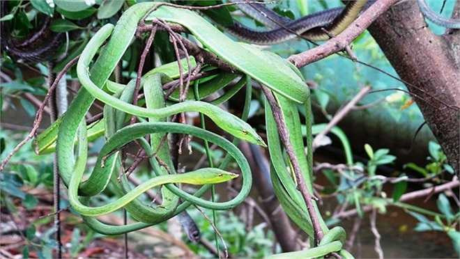 Bên cạnh những loài cực độc, trại Đồng Tâm còn nuôi rất nhiều loài rắn khác không có nọc độc như rắn ráo, lục đầu kim, bông súng...