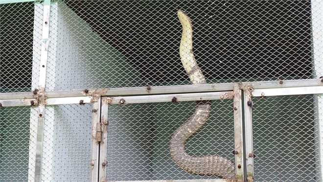 Nọc của loài rắn này cực độc. Một con rắn hổ mang chúa trưởng thành có thể tạo ra 400 mg nọc độc và mỗi 1 mg có thể giết chết 160 người. 