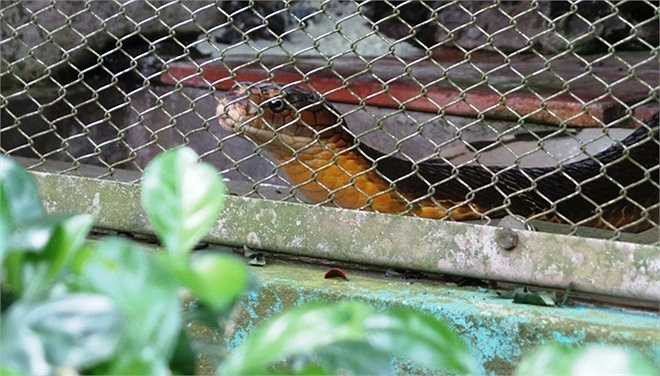 Hiện trại rắn Đồng Tâm nuôi hàng chục cá thể rắn hổ mang chúa để bảo tồn, nghiên cứu và điều chế huyết thanh trị rắn cắn. Hổ mang chúa cắn gây phù nề nhưng không hoại tử, có thể gây liệt và tử vong rất nhanh.