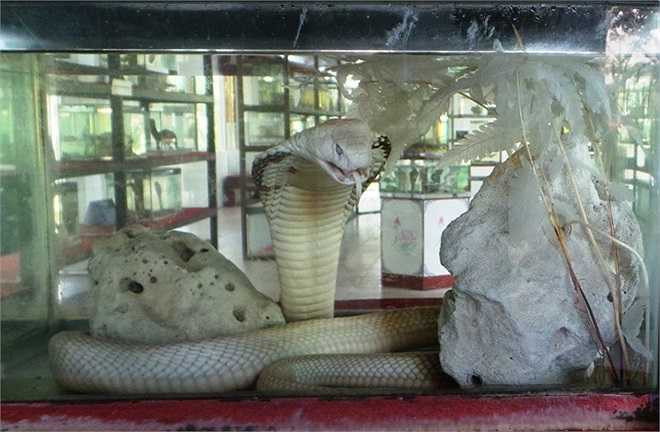 Hổ mang, hay còn gọi là hổ đất, hổ mang bành... là loài rắn cực độc, sinh sống nhiều tại các tỉnh miền Tây. Chúng khá hung dữ, khi bị kích thích thì phùng mang đe doạ và tấn công cả con người lẫn các loài động vật lớn. Khi bị rắn hổ mang tấn công rất đau đớn, chảy máu nhiều và gây hoại tử, suy thận dẫn đến tử vong.