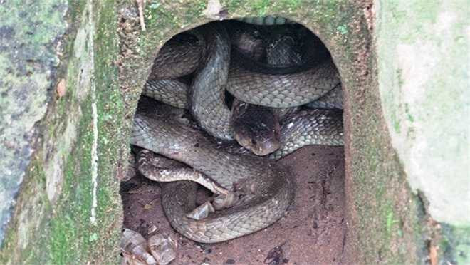 Thức ăn chủ yếu của rắn hổ mèo là động vật gặm nhấm, cóc, nhái và các loài rắn nhỏ khác.