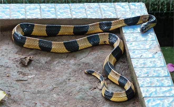 Rắn cạp nong có độc lực mạnh, sinh sống chủ yếu ở vùng gần đồi núi hoặc các đồng lúa vì thức ăn của chúng là ếch nhái và các loại rắn nhỏ nên chúng sống khá gần con người.