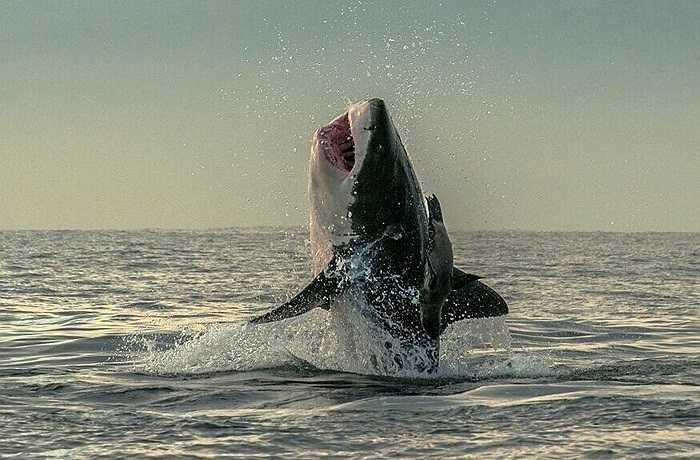 Cá mập đói nhe bộ hàm sắc nhọn để đớp hải cẩu