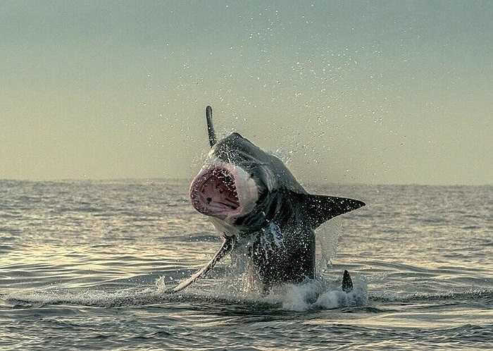 Con hải cẩu đã may mắn thoát chết khỏi hàm cá mập