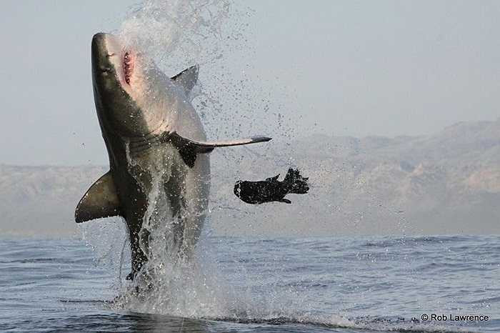 Hải cẩu suýt trở thành bữa ăn cho cá mập