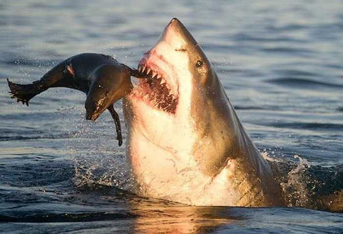 Hải cẩu thoát chết trong gang tấc