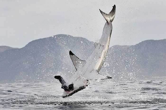 Cá mập trắng chịu thua trước hải cẩu