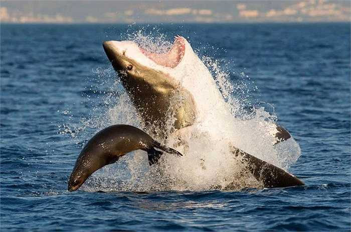 Loạt ảnh do nhiếp ảnh gia Sergio Riccardo 51 chụp được