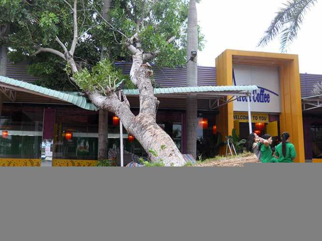 Cây xanh đổ ngổn ngang sau bão trên phố Quy Nhơn