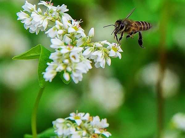 Vẻ đẹp hoang sơ, thơ mộng của Tam giác mạch cuốn hút du khách. Ảnh: Thuận Bùi.