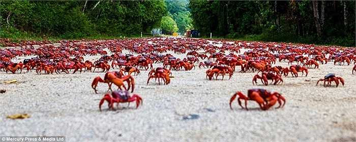 Hàng trăm triệu co cua băng rừng tìm về vùng biển ấm trên Ấn Độ Dương để phục vụ cho mùa sinh sản