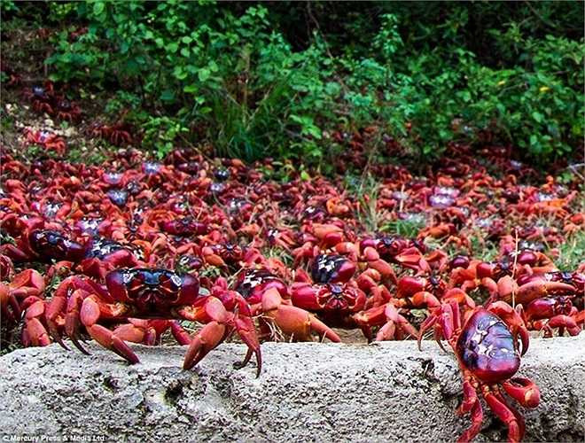 Mùa di cư tạo ra cảnh tượng hùng vĩ về thiên nhiên