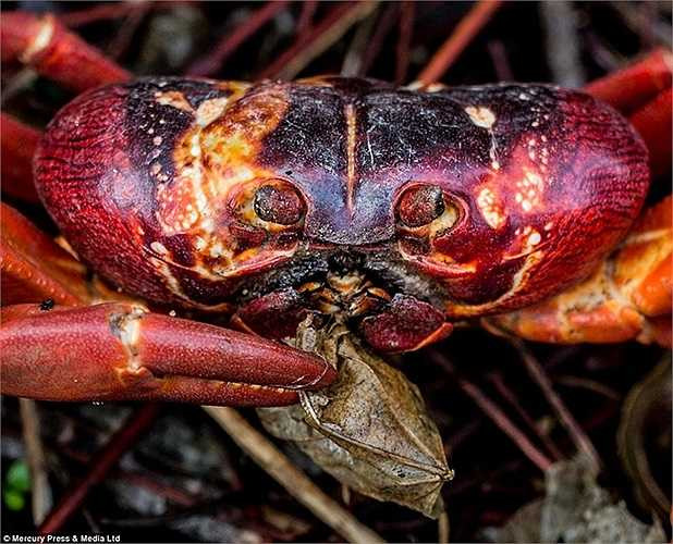 Vài tuần sau đó, đàn cua sẽ lại di chuyển từ biển về rừng sau khi hoàn thành quá trình đẻ trứng