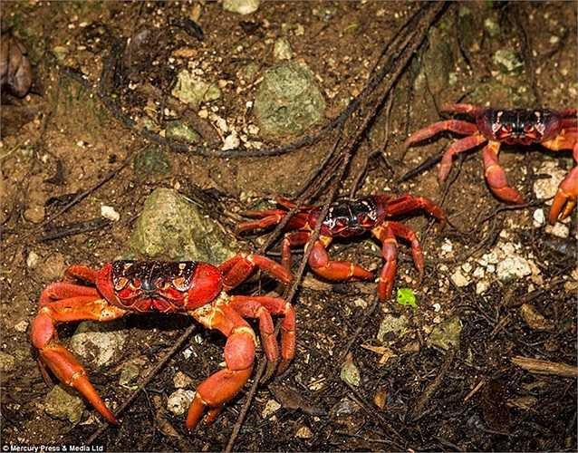 Cận cảnh những con cua đỏ