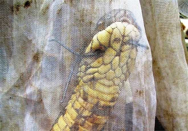 Khi được đưa về trại Đồng Tâm, hổ mang chúa khổng lồ này có nhiều vết thương. Nó bị người dân xuyên dây thép khâu miệng để khỏi cắn người, chĩa đâm thủng lỗ lớn cách đầu khoảng 5 cm và bị chích điện gây bỏng. Ảnh: Minh Anh.