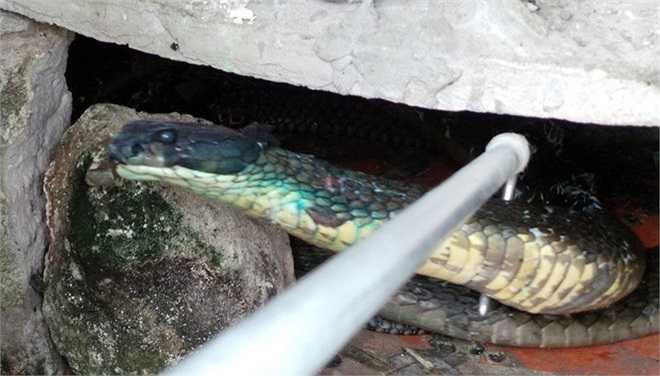 Nhận con rắn trong tình trạng bị thương nặng, các chuyên gia trại Đồng Tâm dốc sức cấp cứu, chăm sóc hàng ngày bằng chế độ đặc biệt.