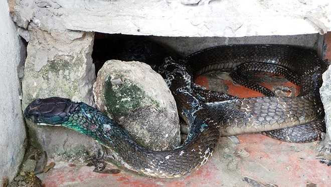 Trung tá Vũ Ngọc Lương - bác sĩ chuyên khoa 1, chuyên gia về rắn của trại Đồng Tâm - cho biết, vết thương do dây thép đâm xuyên miệng khiến rắn bị nhiễm trùng nặng, không thể tự ăn uống. Các vết thương khác khiến hổ mang yếu ớt khó di chuyển. Do vậy, các chuyên gia của trại áp dụng chế độ chăm sóc đặc biệt và theo dõi liên tục để chữa trị. Từng biểu hiện của rắn luôn được để ý và phân tích kỹ.