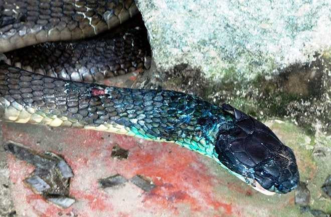 Sau gần 2 tháng được đưa về trại Đồng Tâm, hổ mang chúa đã hồi phục hơn 80%, có thể di chuyển tốt, các vết thương ngoài da đã lành. Tuy nhiên nó vẫn chưa thể tự ăn do miệng bị nhiễm trùng.